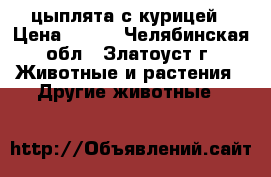 цыплята с курицей › Цена ­ 150 - Челябинская обл., Златоуст г. Животные и растения » Другие животные   